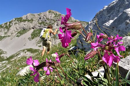 SENTIERO DEI FIORI ‘Claudio Brissoni’ ad anello da Capanna 2000 il 30 luglio 2019 - FOTOGALLERY